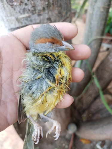 Rufous-browed Peppershrike (Cyclarhis gujanensis), photo 7
