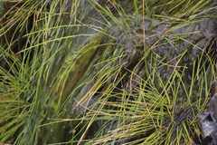 Isolepis digitata