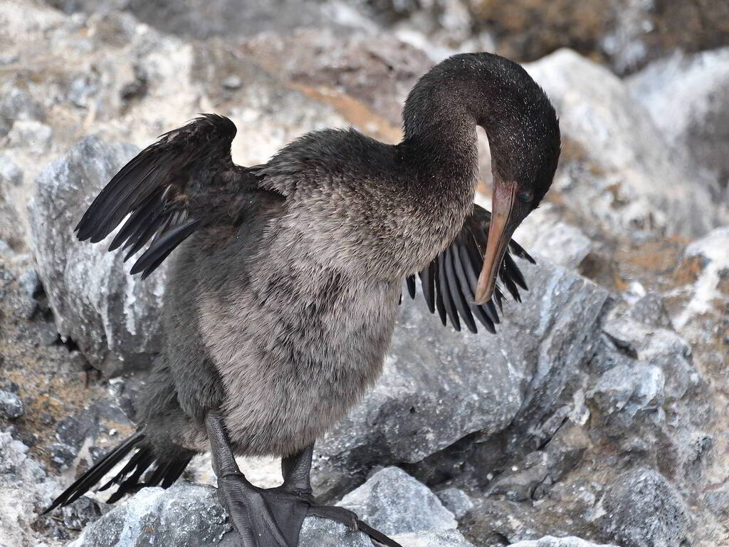 Flightless cormorant preening with its wings spread on pale rock