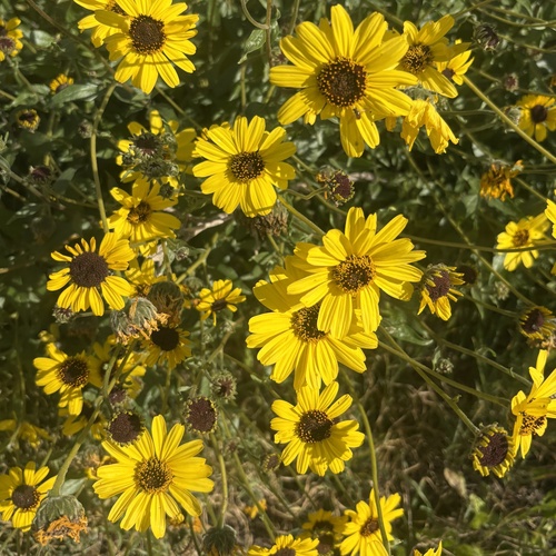 iNaturalist observation photo of California brittlebush