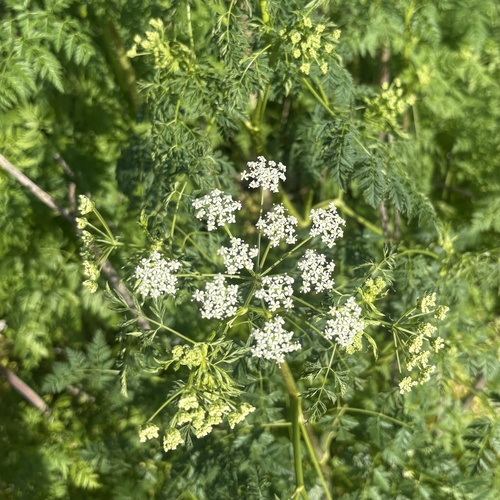 iNaturalist observation photo of poison hemlock