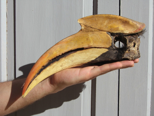 Great Hornbill