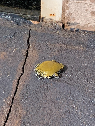 Muller's Termite Frog