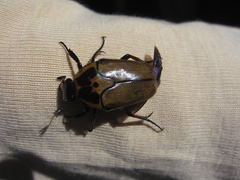 Lomaptera satanas bicolorata