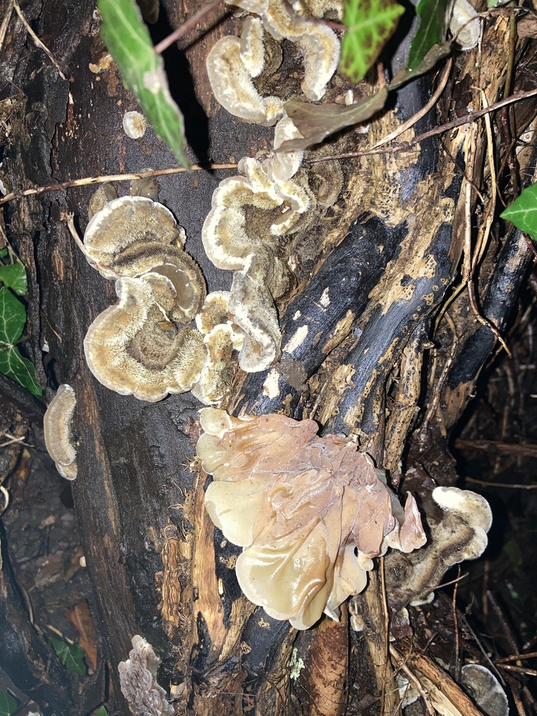 Auricularia mesenterica · January 2026 · photo: © wildhamandpetersham (iNaturalist, cc-by)