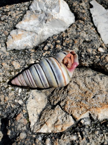 Liguus virgineus observed 2026-01-31