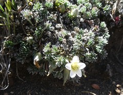 Geranium ecuadoriense