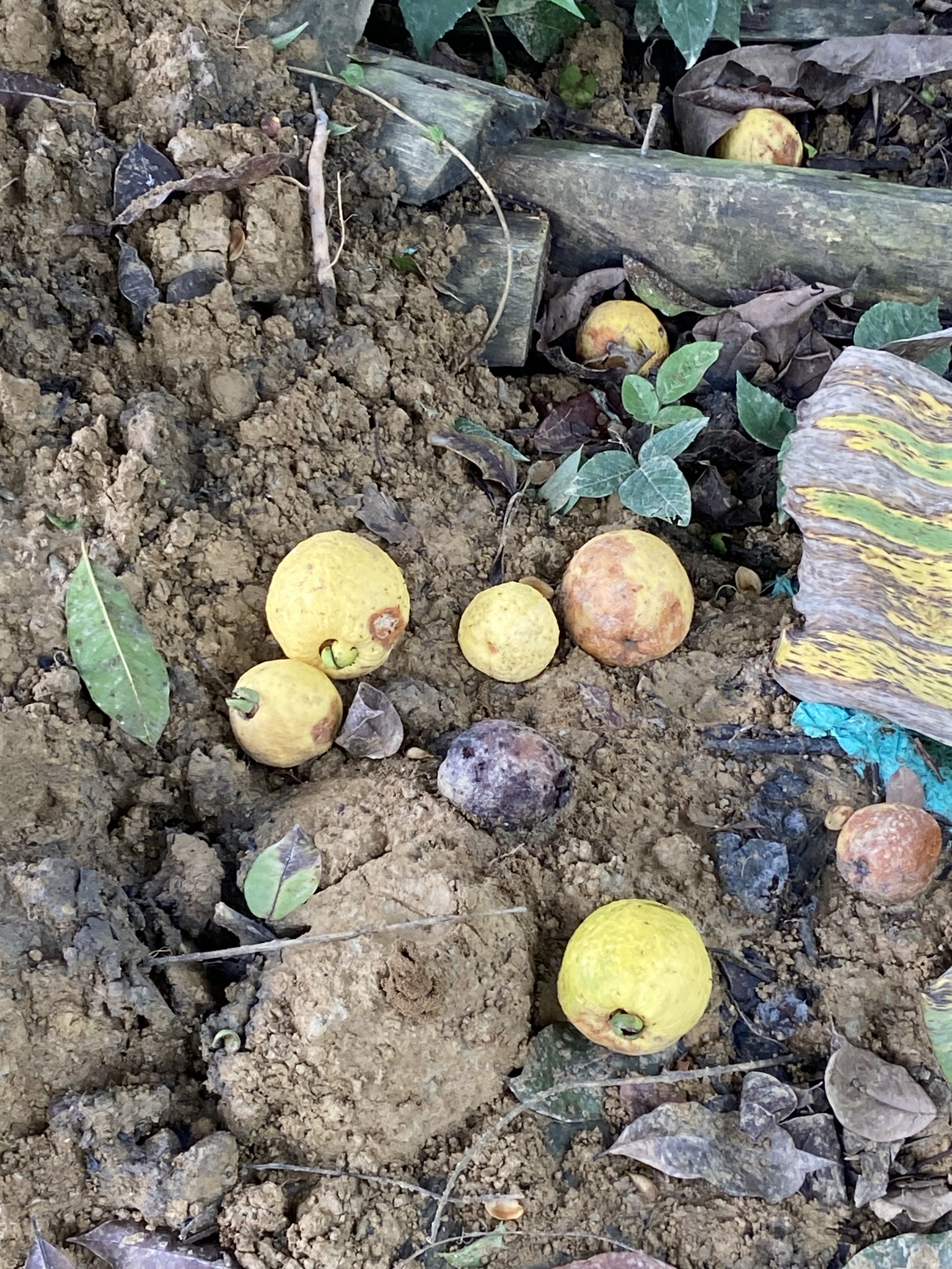 Costa Rican guava