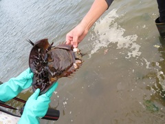 Limulus polyphemus