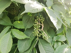 Sambucus kamtschatica