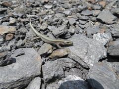 Iberolacerta aranica