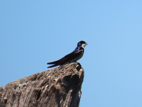 White-throated Swallow (Hirundo albigularis), photo 8