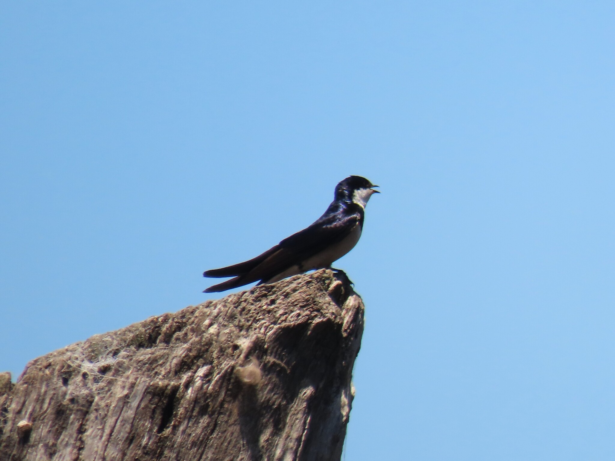 White-throated Swallow (Hirundo albigularis), photo 8