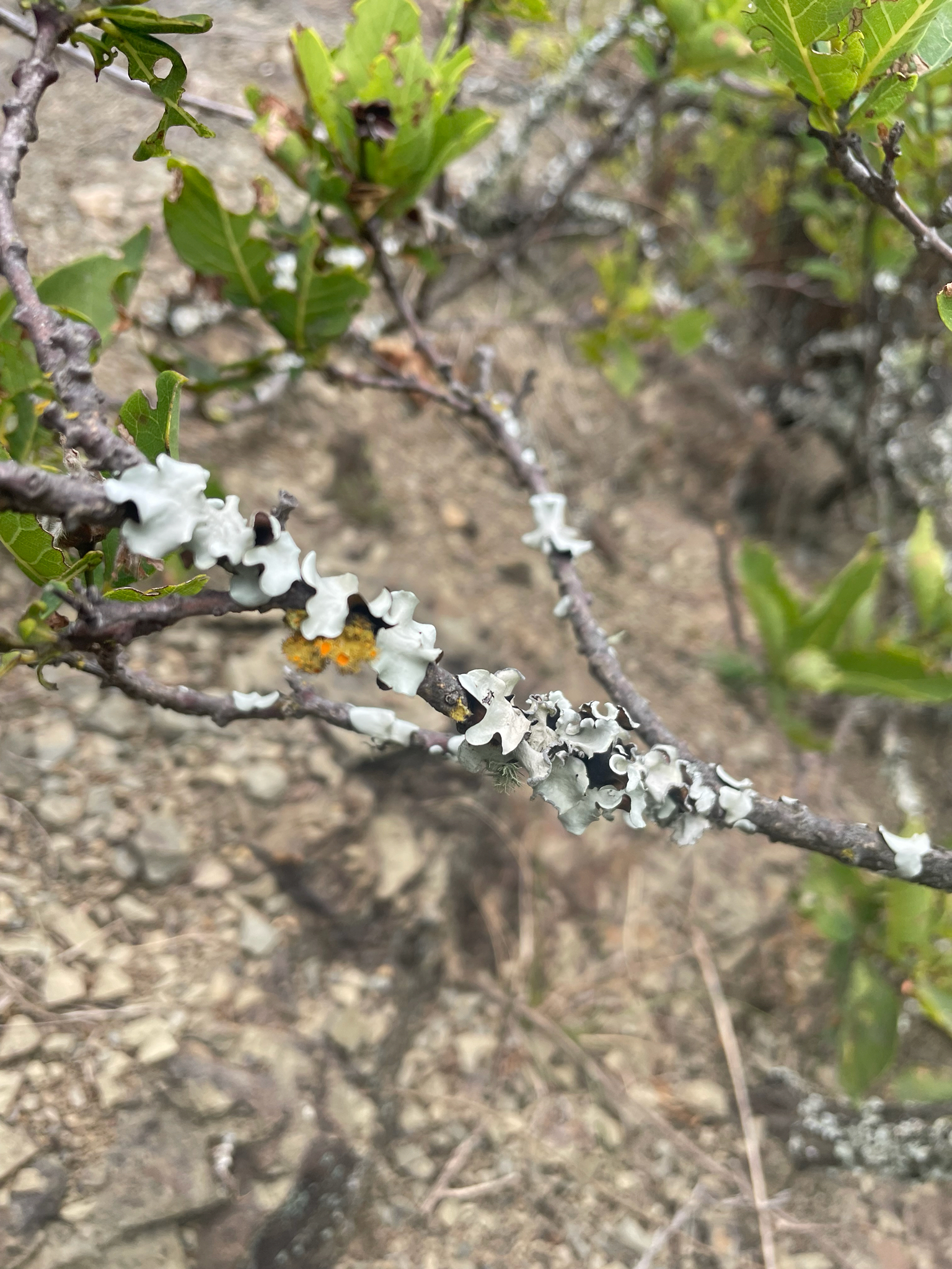 Imagem de Dais cotinifolia