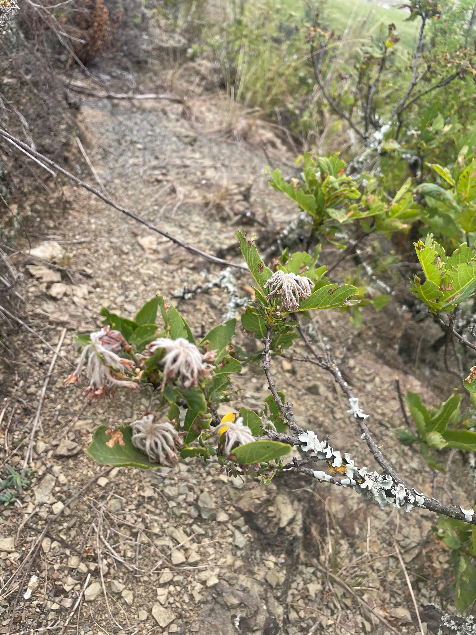 Imagem de Dais cotinifolia