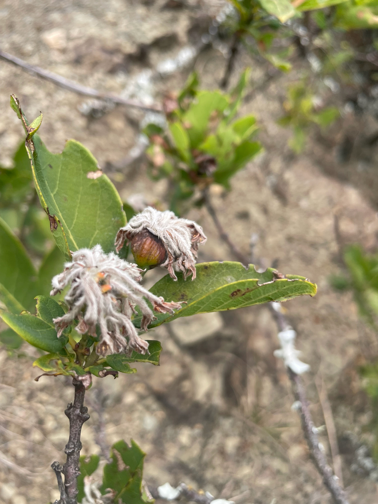 Imagem de Dais cotinifolia