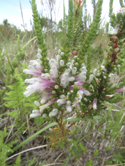 Erica perspicua perspicua