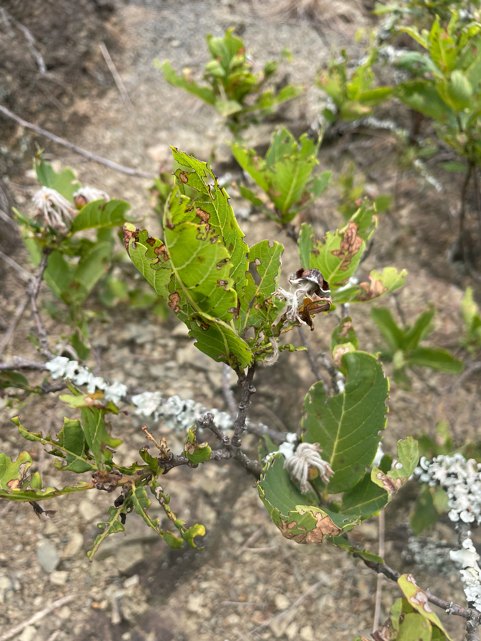 Imagem de Dais cotinifolia