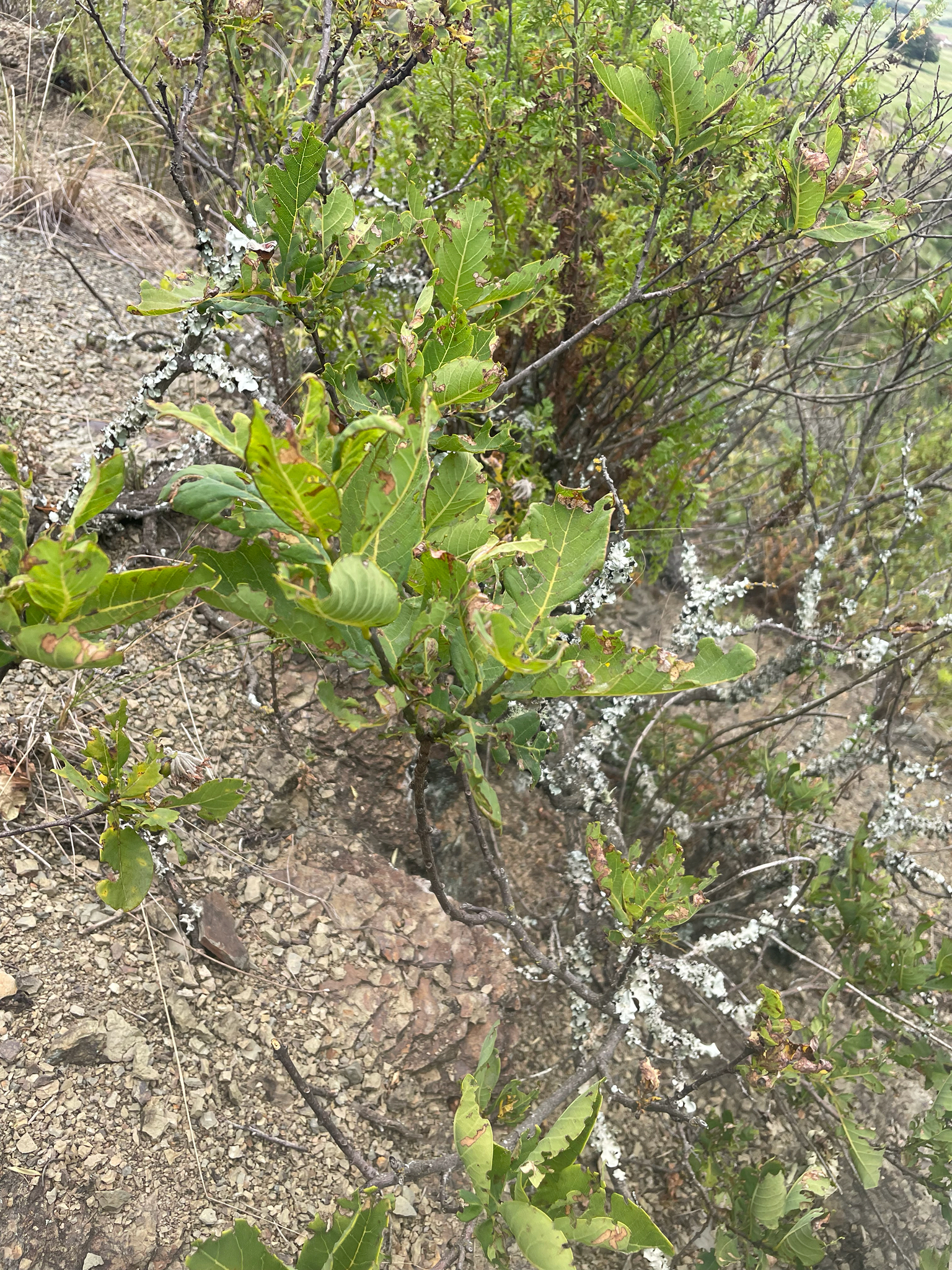 Imagem de Dais cotinifolia