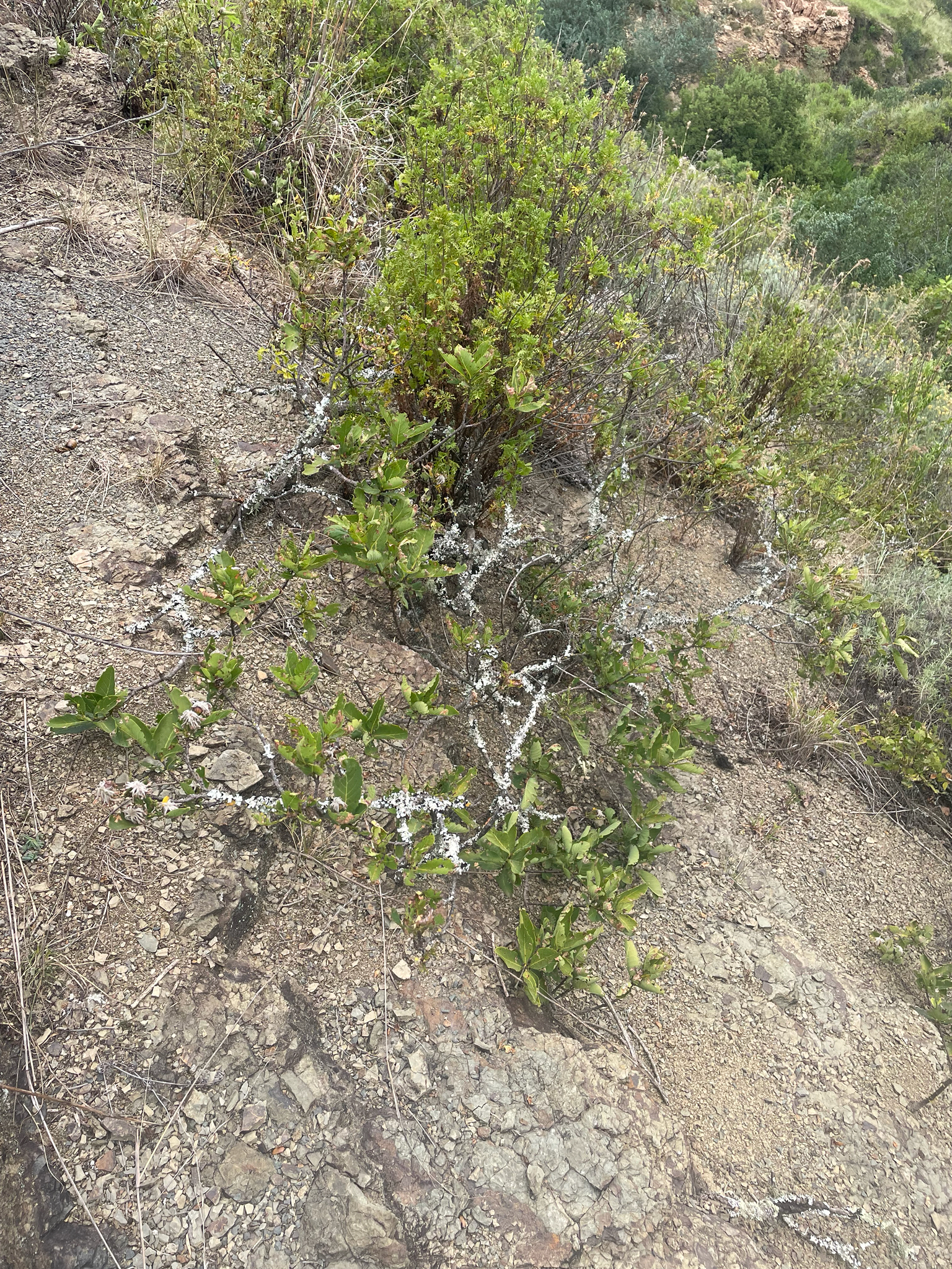 Imagem de Dais cotinifolia
