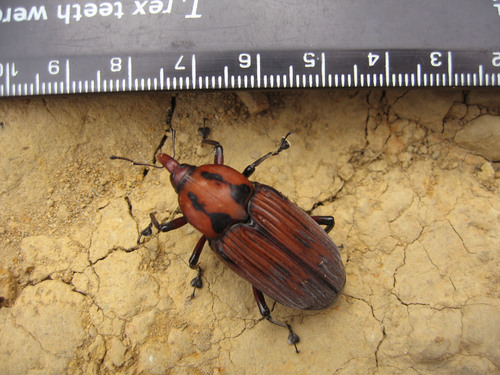 Genus Diathetes · iNaturalist