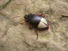 Phyllocharitini