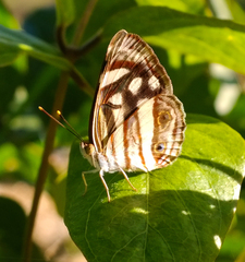Dynamine postverta mexicana