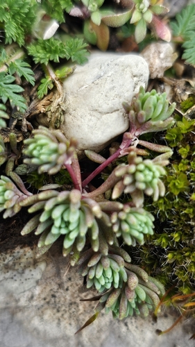 Spanish stonecrop