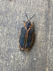 Mecistomela marginata