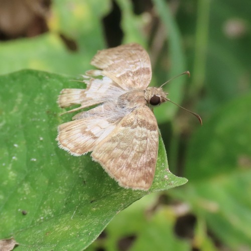 Pale Mylon (Hoodus pelopidas)