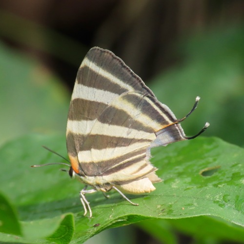 Zebra-striped Hairstreak (Panthiades bathildis)