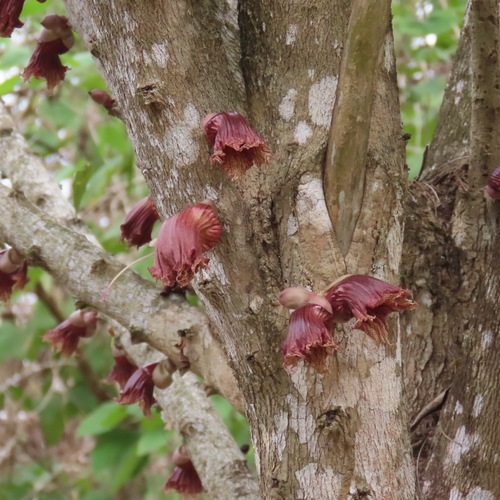Winged Calabash (Crescentia alata)