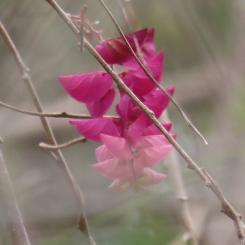 Bejuco blanco (Ipomoea bracteata)