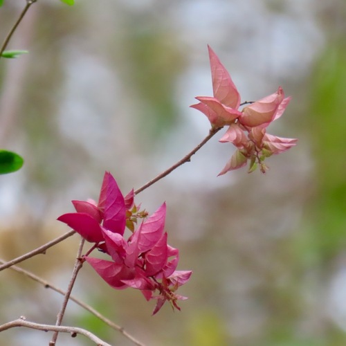 Bejuco blanco (Ipomoea bracteata)