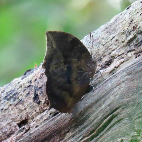 Forrer's Leafwing (Memphis forreri)