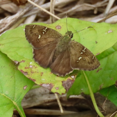 Caballo Skipper (Autochton caballo)