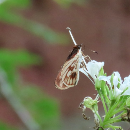 Fabulous Skipper (Troyus fabulosus)