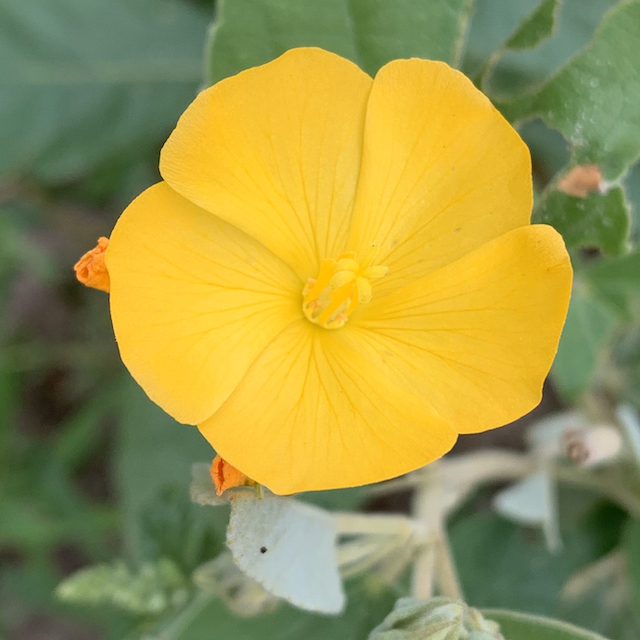 Melhania