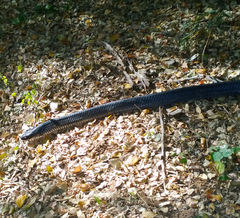 Drymarchon melanurus