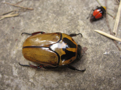 Lomaptera satanas bicolorata