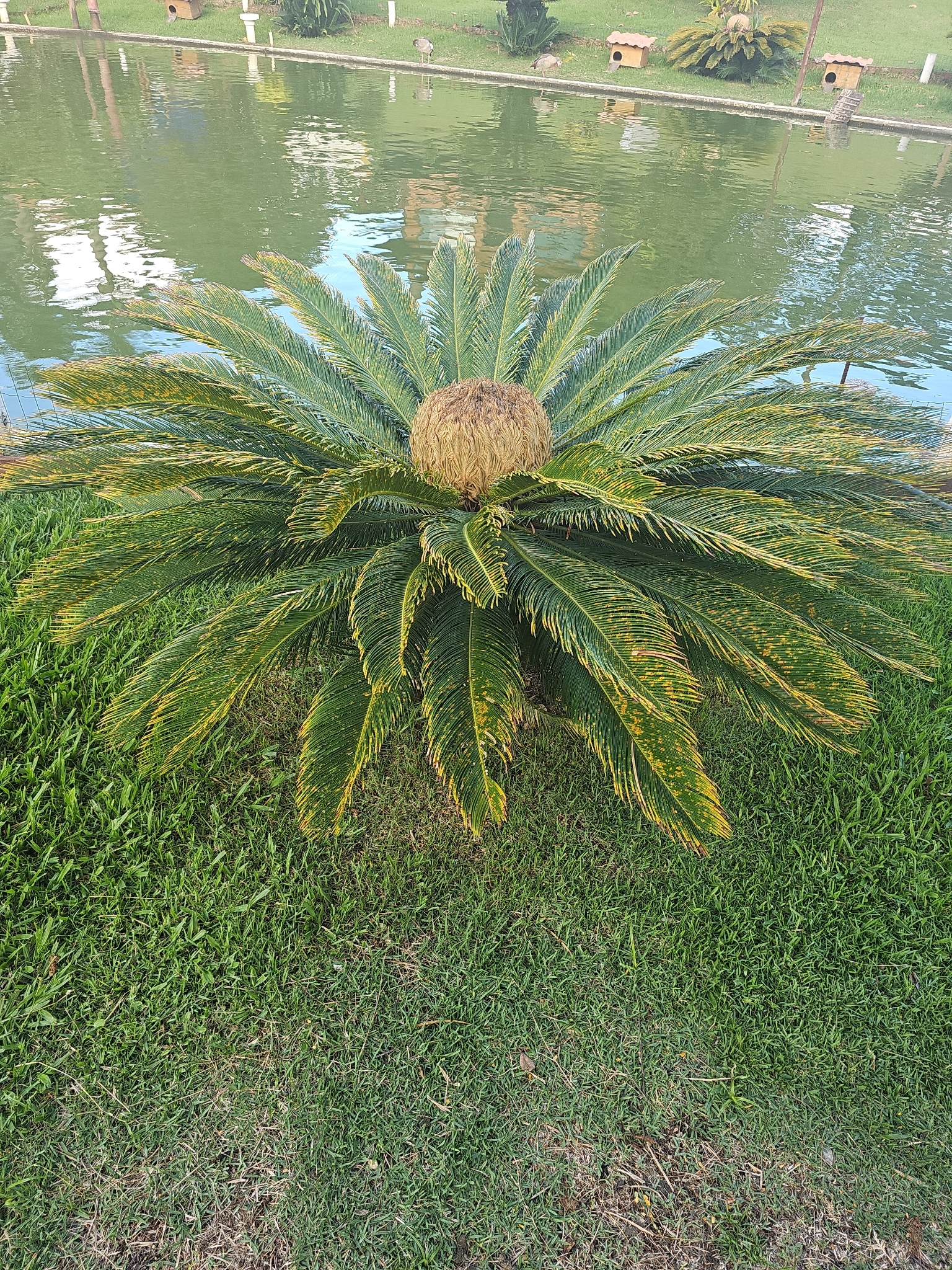 Cycas revoluta