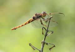 Orthemis nodiplaga