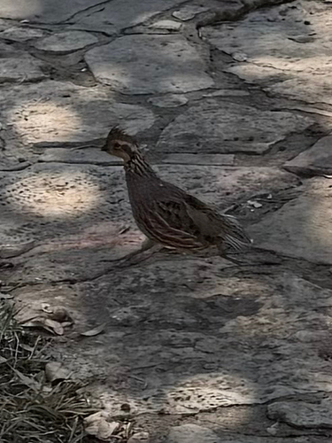 Northern Bobwhite (Colinus virginianus), photo 3