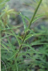 Lactuca hirsuta