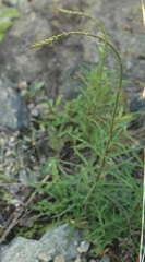 Lactuca hirsuta