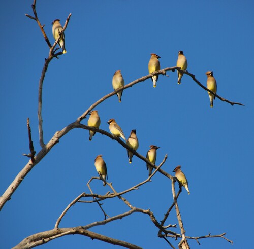 iNaturalist observation photo of Cedar Waxwing
