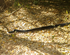 Drymarchon melanurus