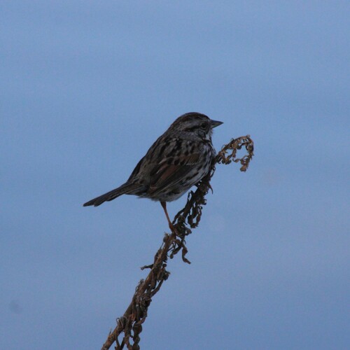 iNaturalist observation photo of Song Sparrow