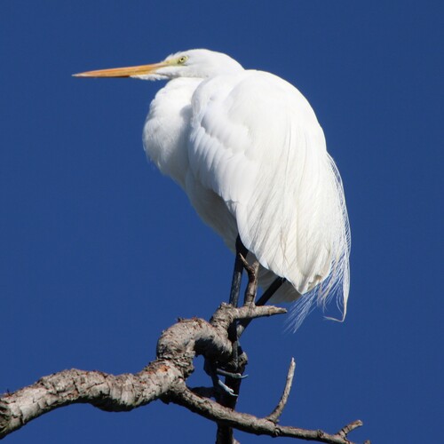 iNaturalist observation photo of Great Egret