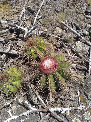 Melocactus ernestii